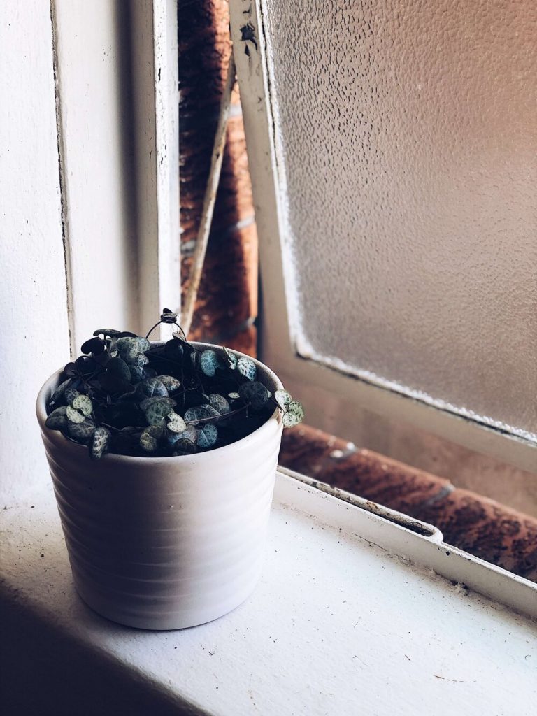 photo of the chain of hearts plant