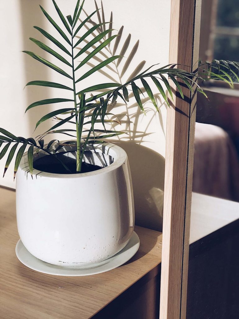 photo of a fern