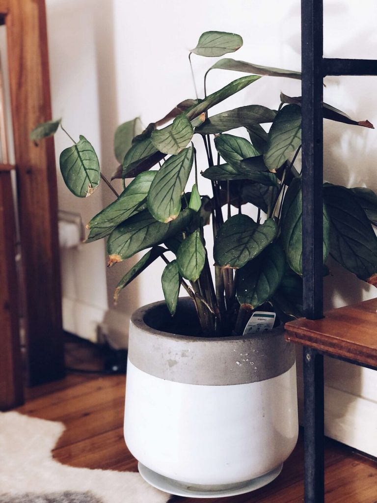 photo of a never never plant