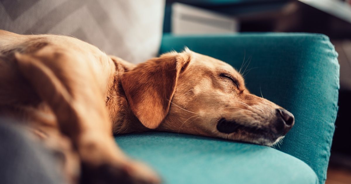 photo of a sleeping dog