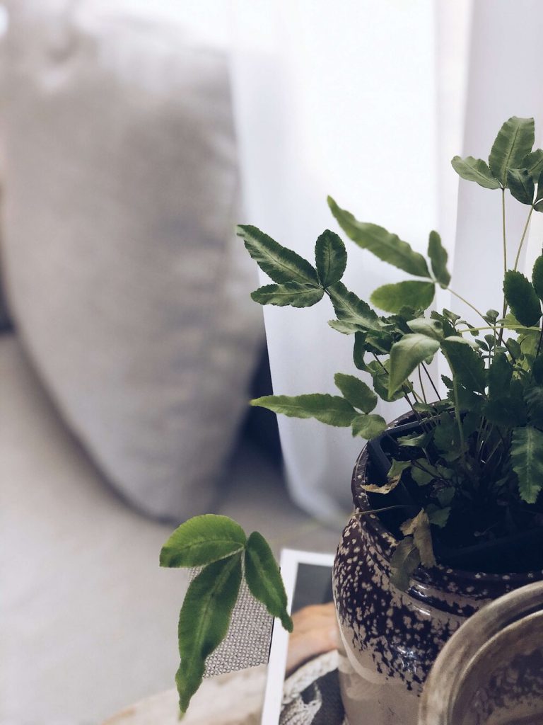 photo of an unknown houseplant